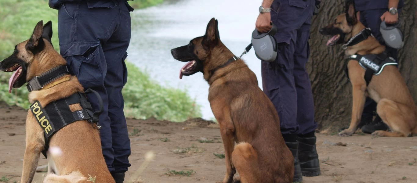 Έτσι εκπαιδεύεται η ομάδα αστυνομικών σκύλων Κ-9 (φωτό)